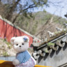 Мягкая игрушка TeddyTales Lina Медведь Незабудка пудинговый цвет с костюмом S 20 см TT000043